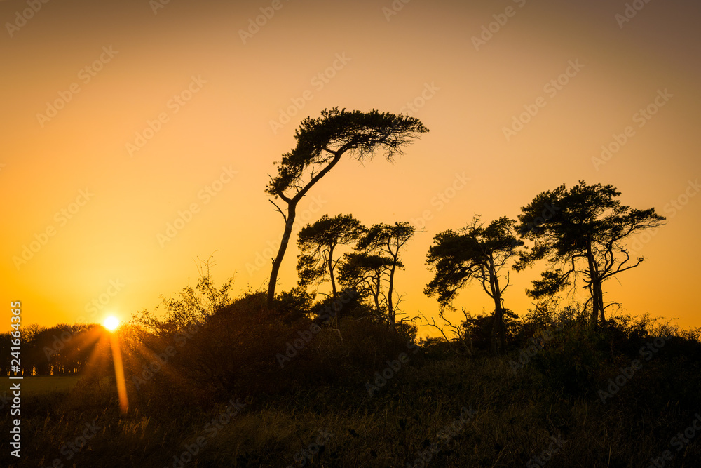 Sonnenuntergang mit Bäumen als Silhouette 