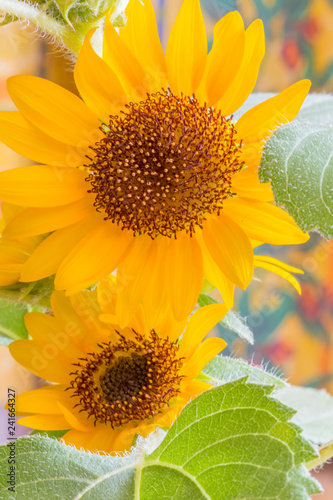 Fototapeta Naklejka Na Ścianę i Meble -  fleurs de tournesol