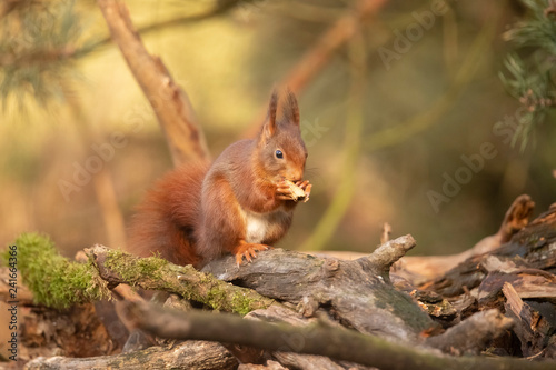 Squirrel, Red Squirrel