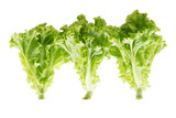  fresh lettuce