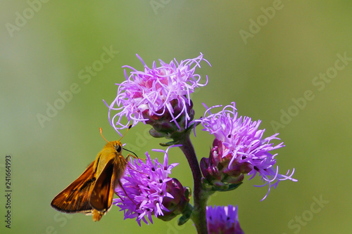 Skipper butterfly on blazing star photo