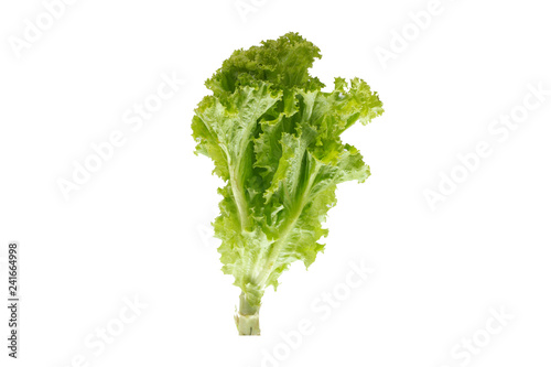  fresh lettuce