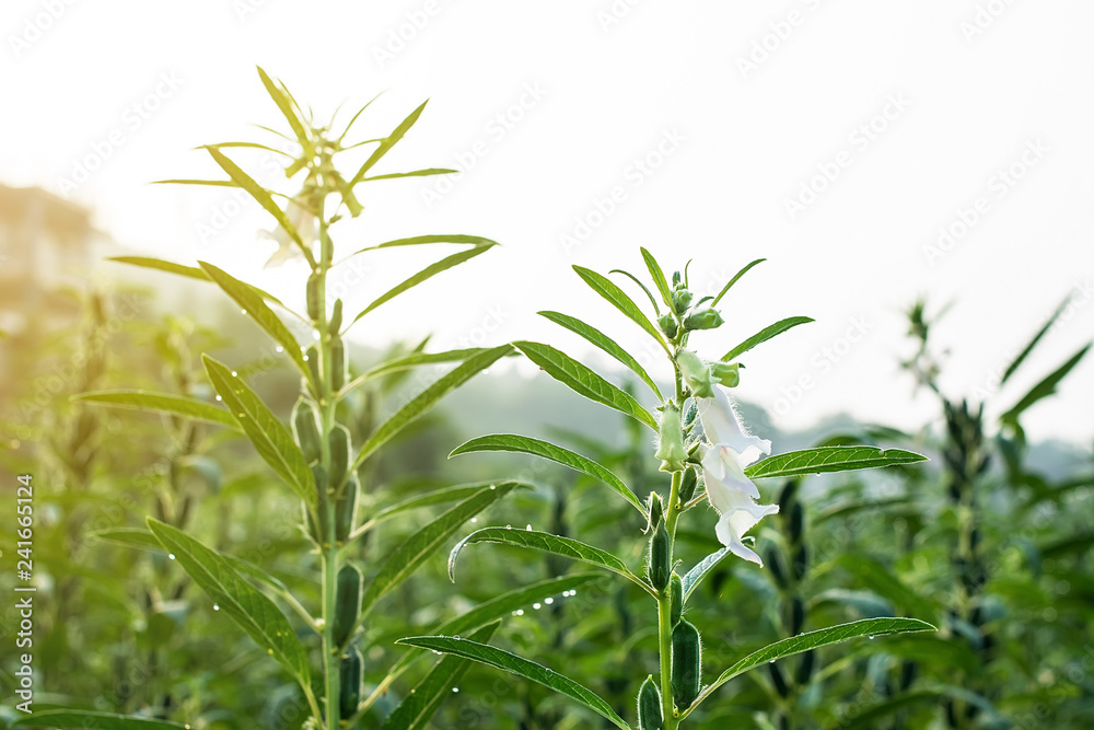Sesame growing in summer Sesame growing in summer