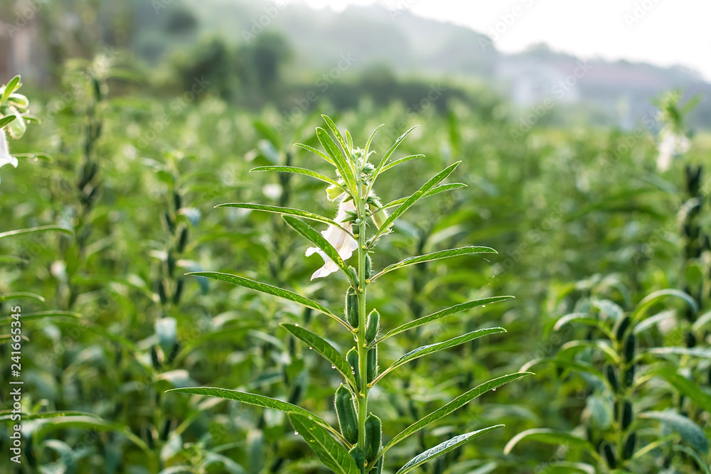 Sesame growing in summer Sesame growing in summer