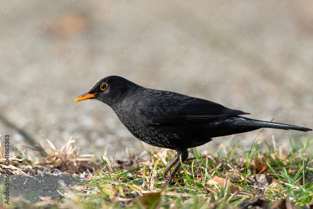 A male blackbird looking for food on the ground A male blackbird looking for food on the ground
