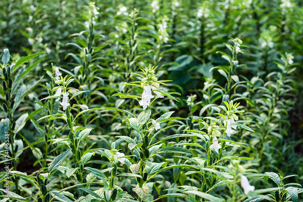 Sesame growing in summer Sesame growing in summer