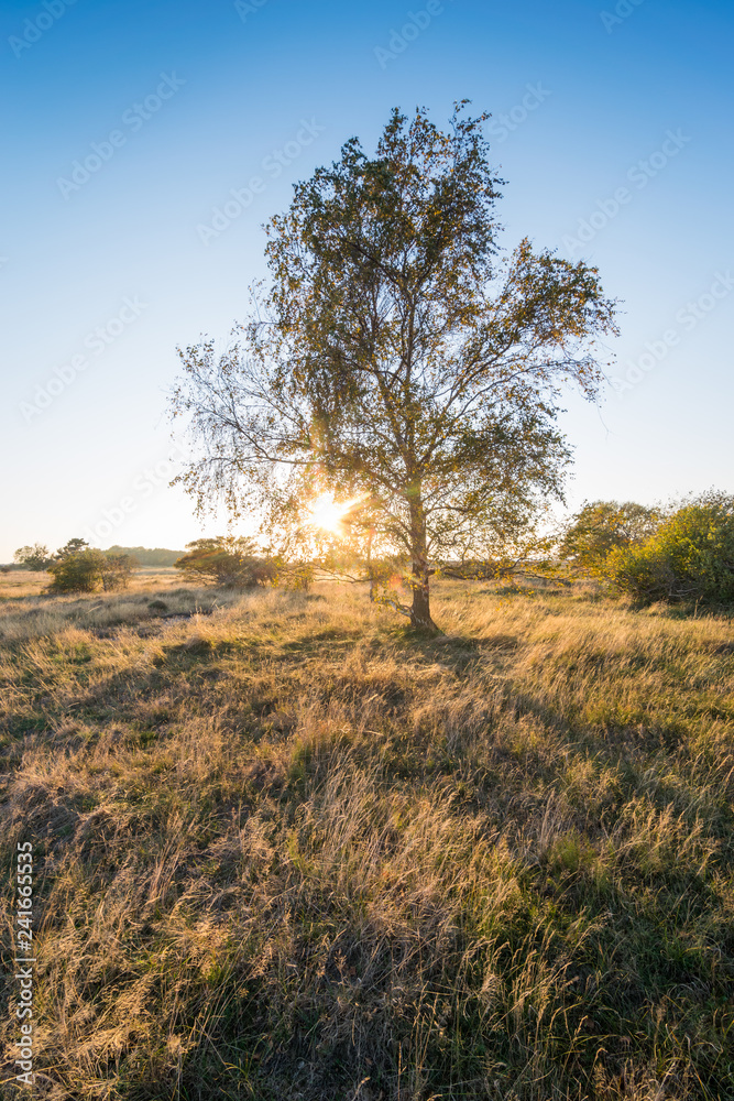 Die Sonne scheint durch einen Baum auf einem Feld