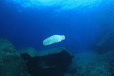 Plastic bottle pollution in ocean 
