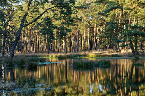 Kiefernwald spiegelt sich in einem See im Grabenvenn  Niederrhein