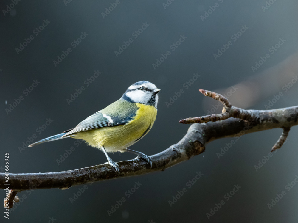 Fototapeta premium A blue tit sitting on a branch