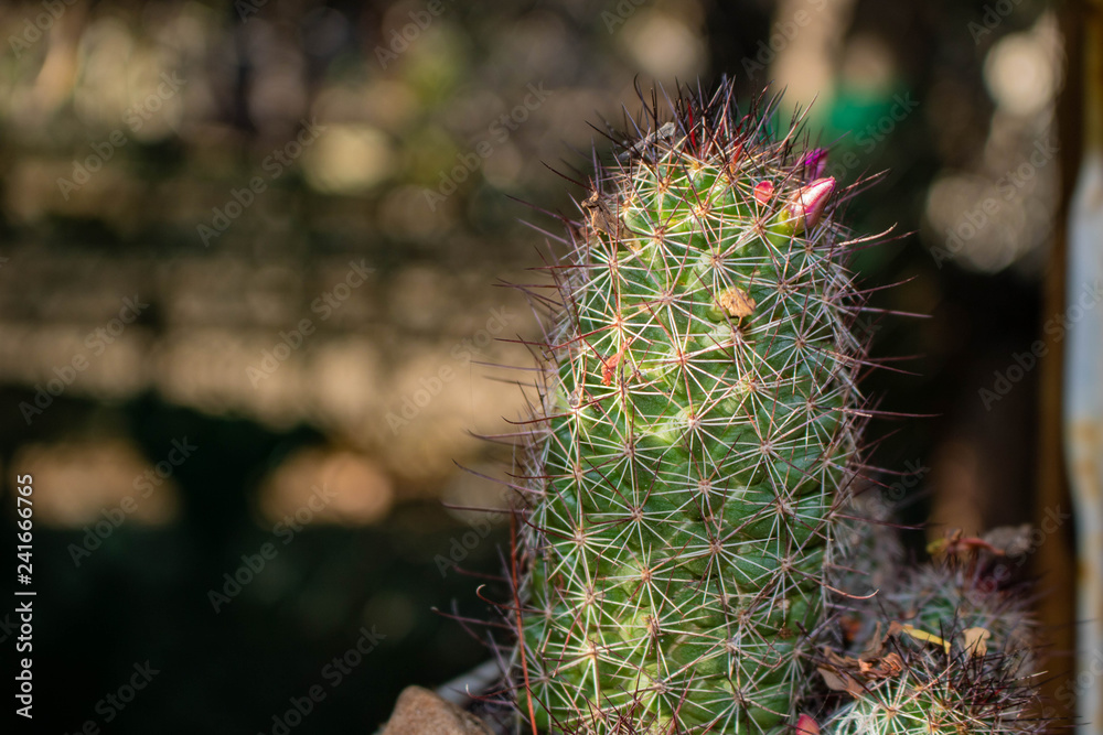 cactus in the garden cactus in the garden
