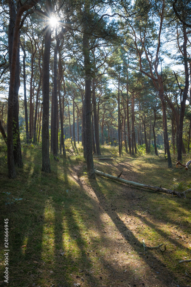 Obraz premium Wald bei Julisruh auf Insel Rügen
