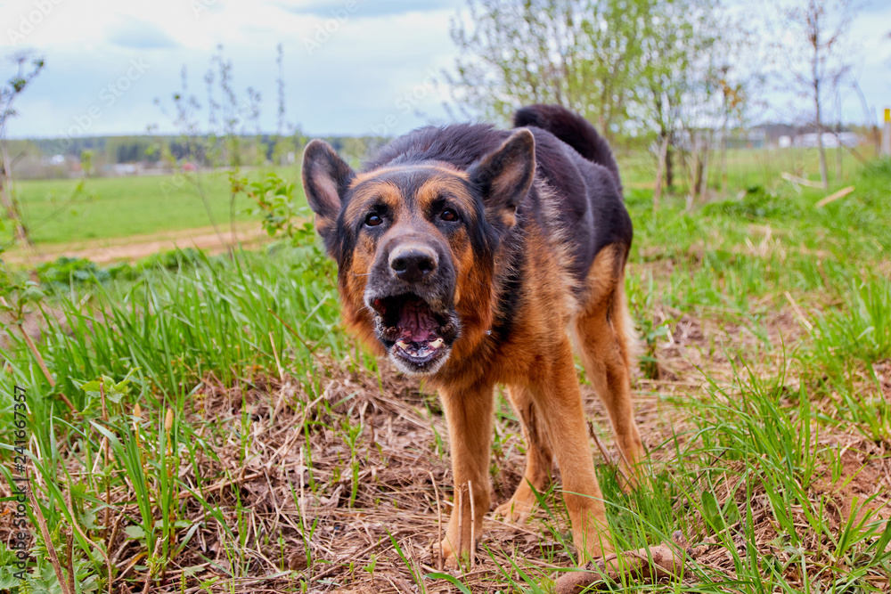 German shepherd dog barking in the field in a summer German shepherd dog barking in the field in a summer