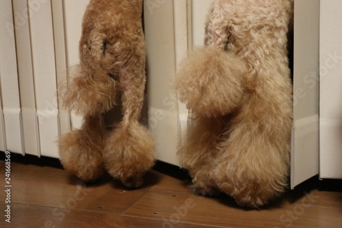 トイプードルの尻尾 Stock 写真 Adobe Stock