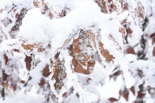 Frozen leaf, snow on leaves. Winter background, cold temperature and snow on plants © Ivan