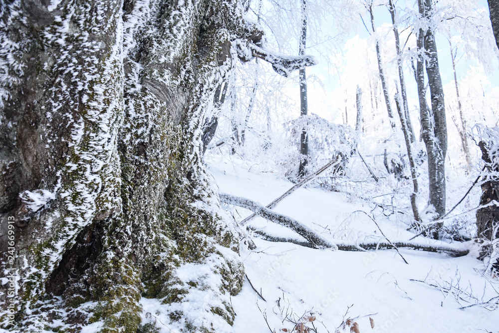 Winter Forest Landscape. Snow on trees in mountain forest. Concept of winter and snow Winter Forest Landscape. Snow on trees in mountain forest. Concept of winter and snow