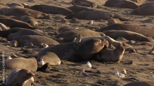 Mating Elephant Seals at Piedras Blancas