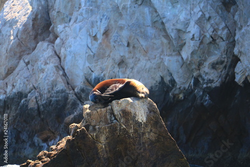 Sleeping Sea Lion