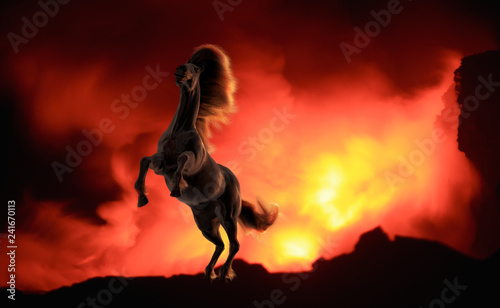Black running horse against orange fire background © willyam