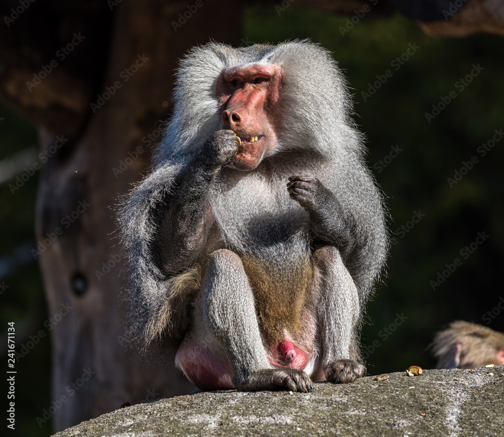 Mantelpavian - Hamadryas baboon