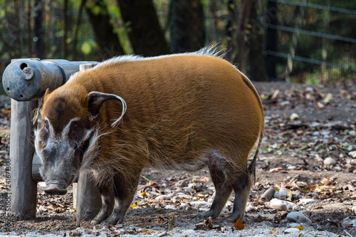 Pinselohrschwein - Potamochoerus porcus