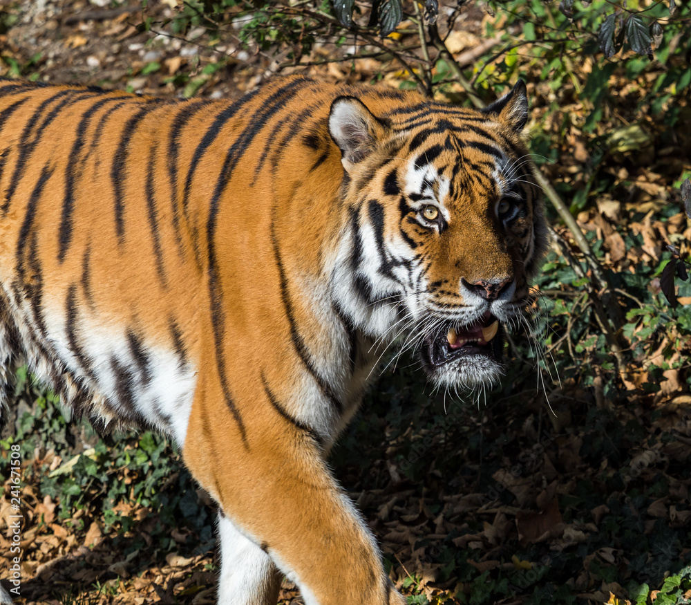 Naklejka premium Tygrys - Panthera Tigris