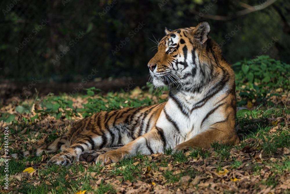 Naklejka premium Tygrys - Panthera Tigris