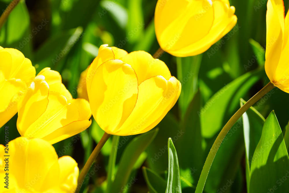 Obraz premium チューリップ咲く昭和記念公園