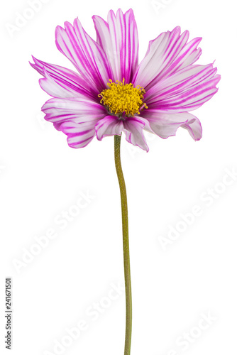 cosmos flower isolated