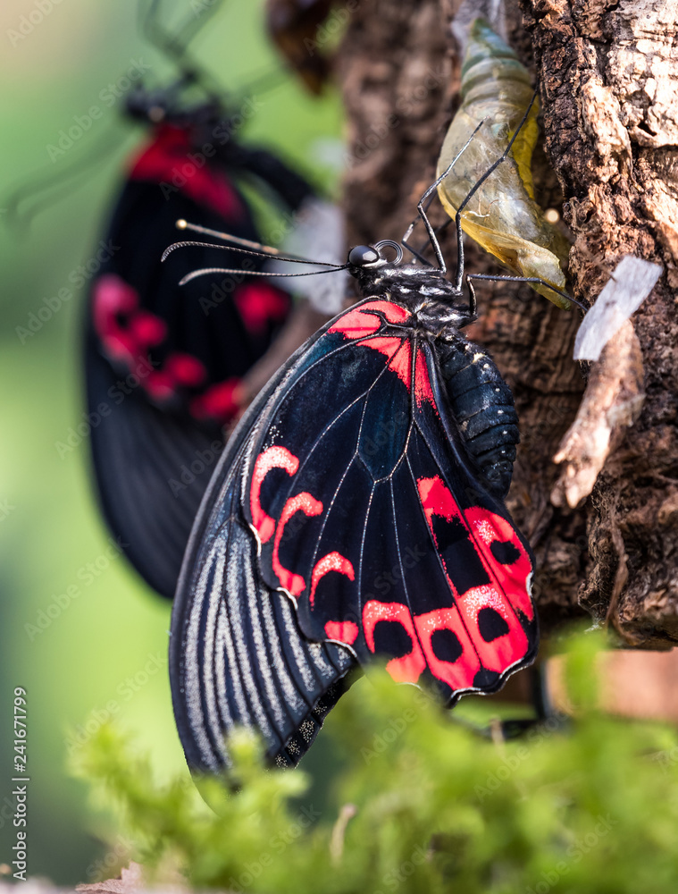 Naklejka premium Scharlachroter Schwalbenschwanz - Papilio rumanzovia