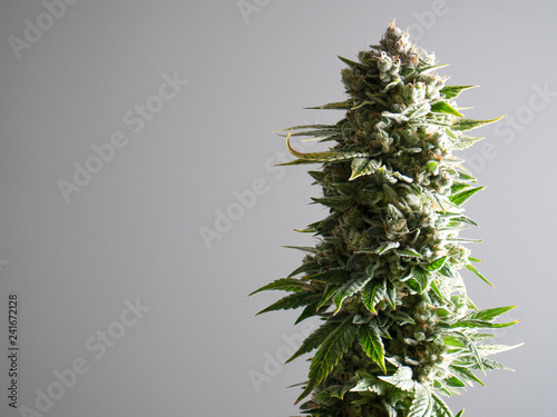 Fotografi Large Recreational Cannabis Marijuana Plant Macro View Leaves Buds Crystals