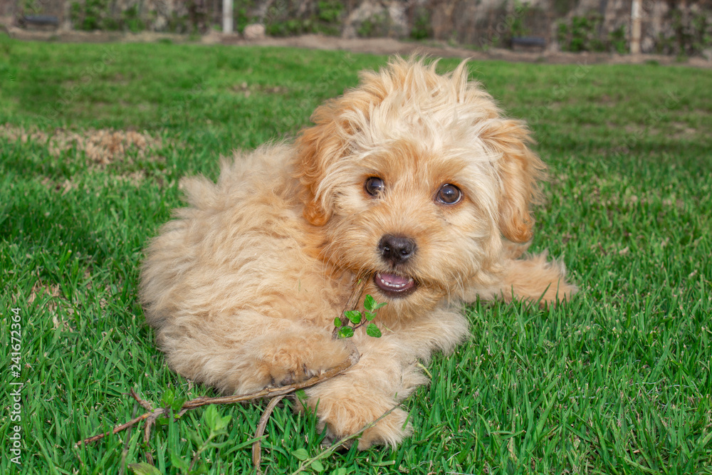 Mini Goldendoodle puppy dog walks outdoors on a green lawn Mini Goldendoodle puppy dog walks outdoors on a green lawn