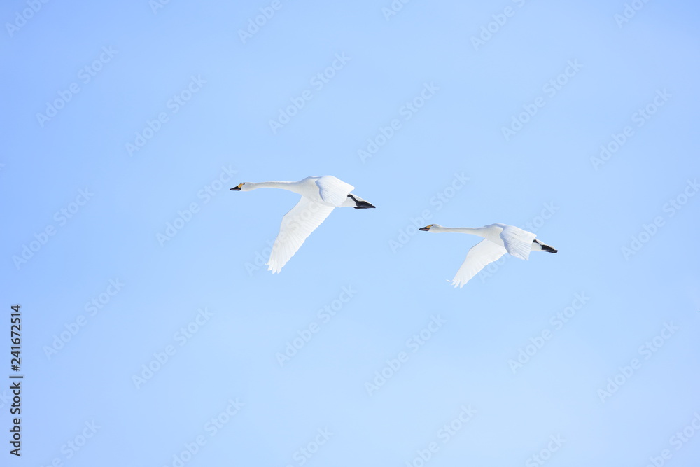 Obraz premium ハクチョウ Swans