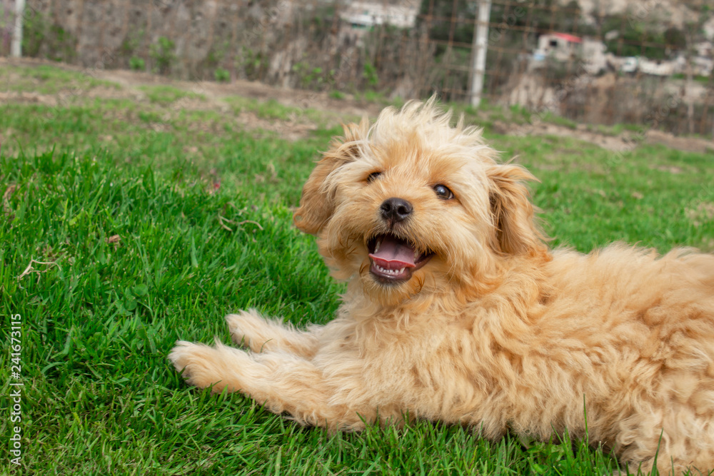 Mini Goldendoodle puppy dog walks outdoors on a green lawn Mini Goldendoodle puppy dog walks outdoors on a green lawn