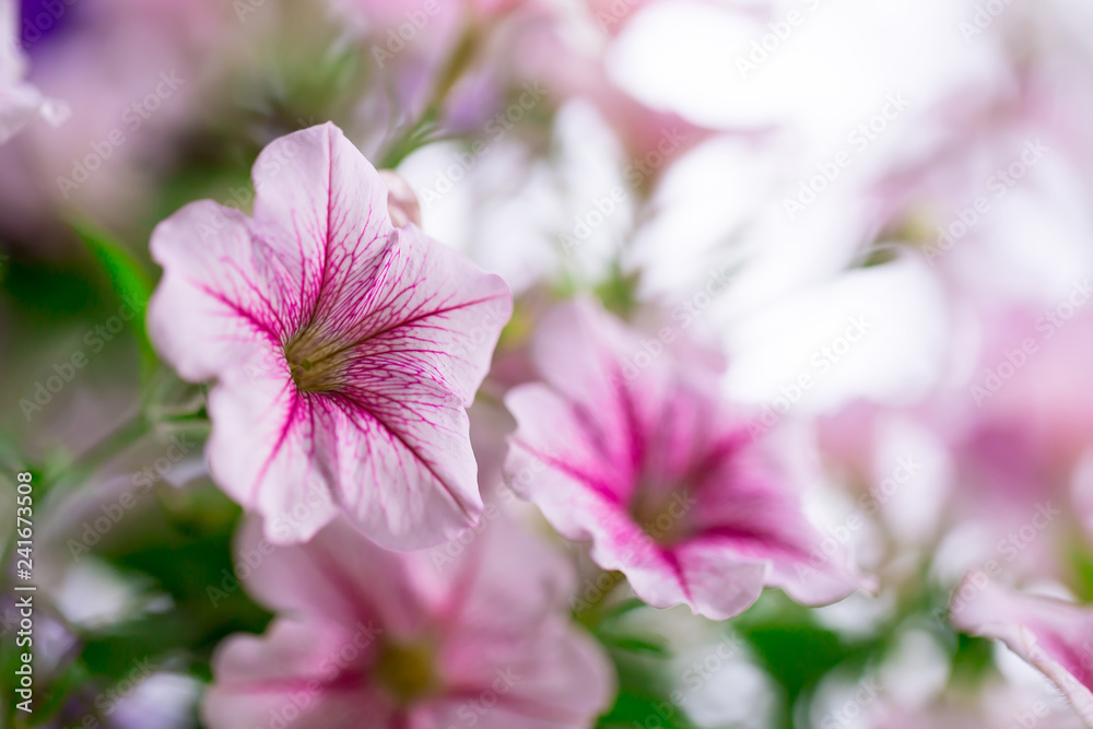 Obraz premium Flowers in nature.