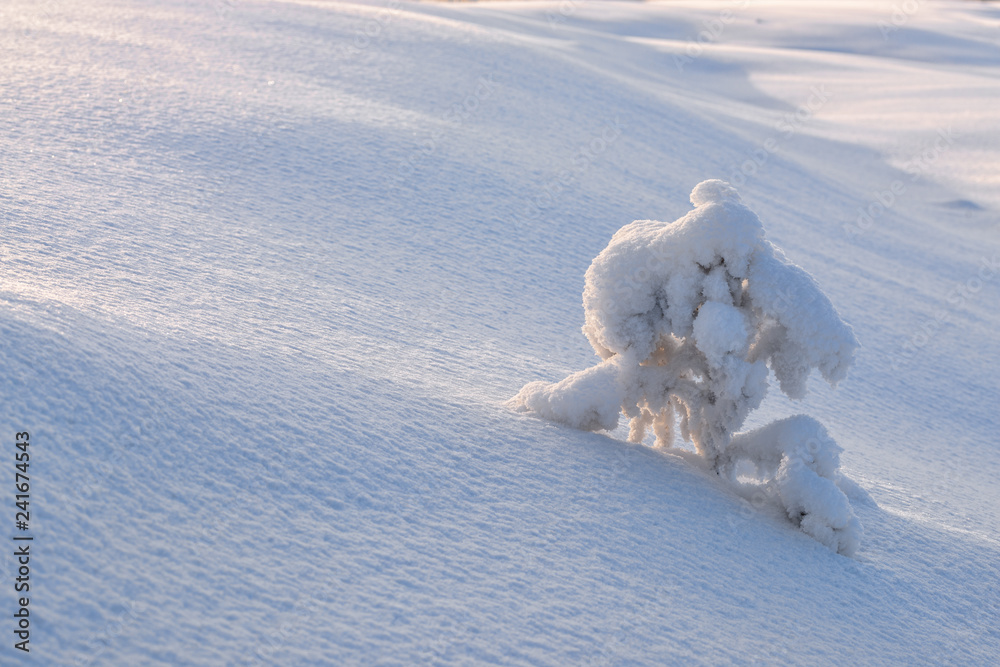picturesque view of snow-covered forest on field at winter day picturesque view of snow-covered forest on field at winter day