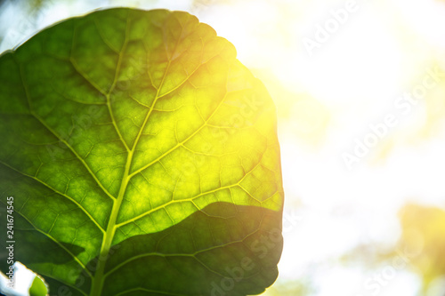 Photos Closeup green leaf with sunlight for bio science of chlorophyll and process of photosynthesis in nature plant