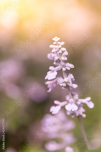 Flowers in nature.