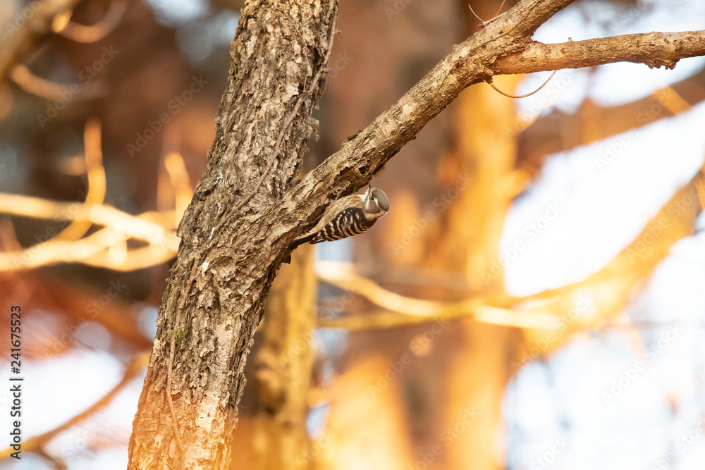 Pygmy woodpecker drums on a branch of a winter tree. Pygmy woodpecker drums on a branch of a winter tree.