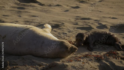 elephant seal mother with newborn pup at Piedras Blancas