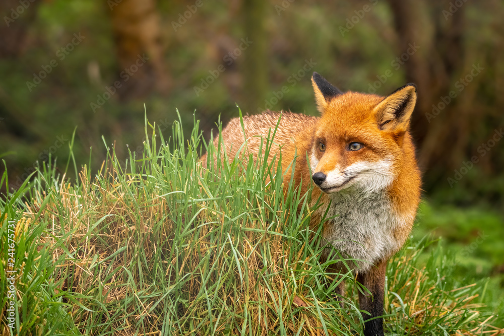 Fototapeta premium DSC3398