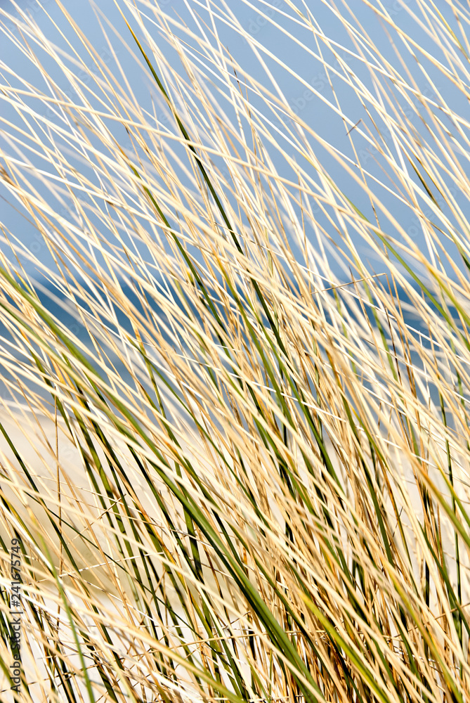 Strandgras in einer Düne Strandgras in einer Düne
