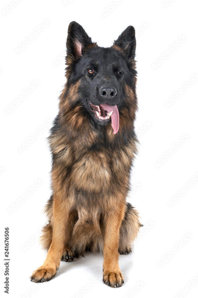 german shepherd in studio