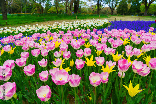 チューリップ咲く昭和記念公園