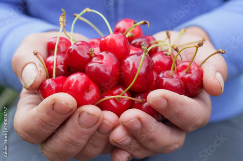natural organic cherry © AnnyStudio