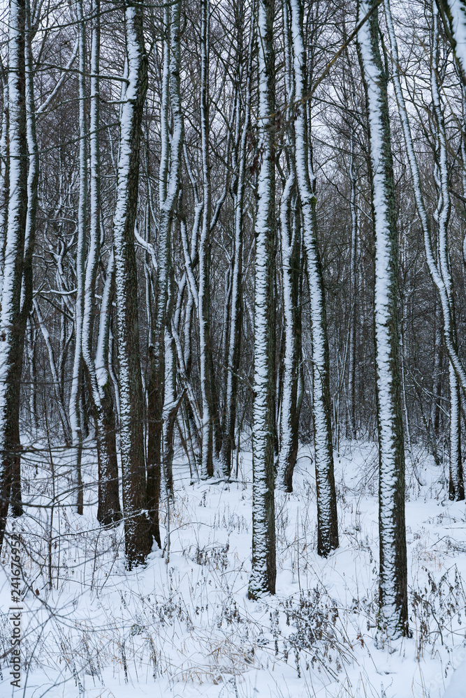 landscape winter forest. Forest in the snow. landscape winter forest. Forest in the snow.
