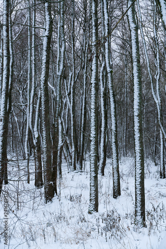landscape winter forest. Forest in the snow.