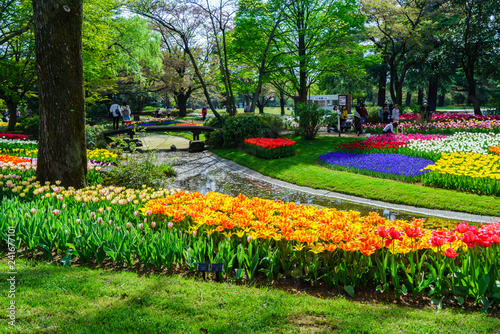 チューリップ咲く昭和記念公園