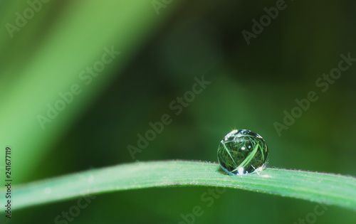 water drop on plants leaf, the macro of water drop, rain drop pattern
