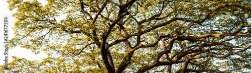 Big tree canopy background